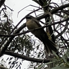 Rhipidura albiscapa at Fyshwick, ACT - 25 Mar 2023