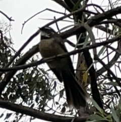 Rhipidura albiscapa at Fyshwick, ACT - 25 Mar 2023