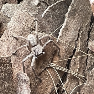 Isopeda sp. (genus) at Fyshwick, ACT - 25 Mar 2023