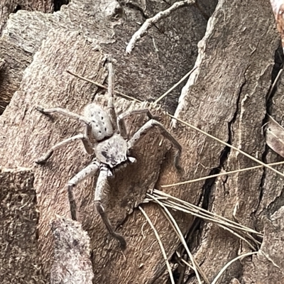 Isopeda sp. (genus) (Huntsman Spider) at Fyshwick, ACT - 25 Mar 2023 by Hejor1