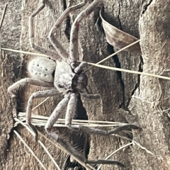 Isopeda sp. (genus) at Fyshwick, ACT - 25 Mar 2023