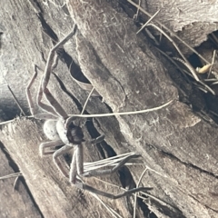 Isopeda sp. (genus) at Fyshwick, ACT - 25 Mar 2023