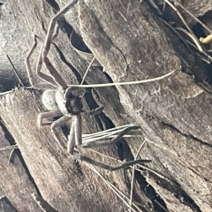 Isopeda sp. (genus) at Fyshwick, ACT - 25 Mar 2023