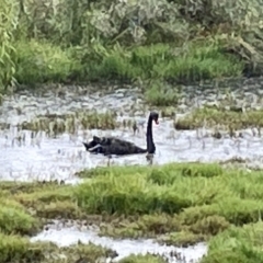 Cygnus atratus at Fyshwick, ACT - 25 Mar 2023 02:39 PM