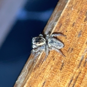 Maratus griseus at Fyshwick, ACT - 25 Mar 2023 02:46 PM