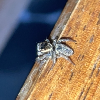 Hypoblemum griseum (Jumping spider) at Fyshwick, ACT - 25 Mar 2023 by Hejor1