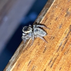 Maratus griseus at Fyshwick, ACT - 25 Mar 2023 02:46 PM