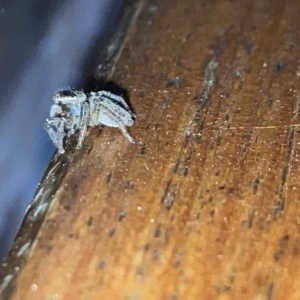 Hypoblemum griseum at Fyshwick, ACT - 25 Mar 2023