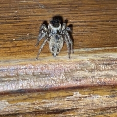 Maratus griseus at Fyshwick, ACT - 25 Mar 2023