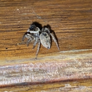 Maratus griseus at Fyshwick, ACT - 25 Mar 2023