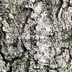 Boarmiini (tribe) (Unidentified Looper moth) at Fyshwick, ACT - 25 Mar 2023 by Hejor1