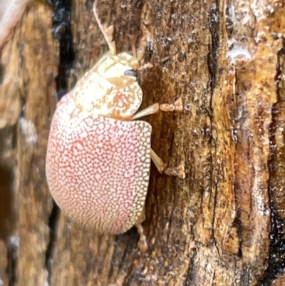 Paropsis atomaria (Eucalyptus leaf beetle) at Fyshwick, ACT - 25 Mar 2023 by Hejor1