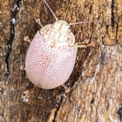 Paropsis atomaria at Fyshwick, ACT - 25 Mar 2023