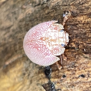 Paropsis atomaria at Fyshwick, ACT - 25 Mar 2023