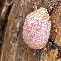 Paropsis atomaria at Fyshwick, ACT - 25 Mar 2023