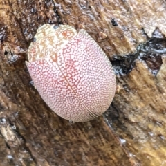 Paropsis atomaria at Fyshwick, ACT - 25 Mar 2023