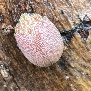 Paropsis atomaria at Fyshwick, ACT - 25 Mar 2023