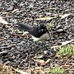 Rhipidura leucophrys (Willie Wagtail) at Jerrabomberra Wetlands - 25 Mar 2023 by Hejor1