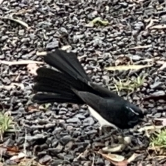 Rhipidura leucophrys at Fyshwick, ACT - 25 Mar 2023