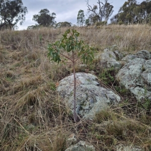 Brachychiton populneus subsp. populneus at Hawker, ACT - 26 Mar 2023