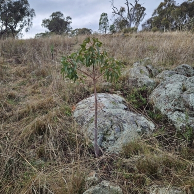 Brachychiton populneus subsp. populneus (Kurrajong) at Hawker, ACT - 26 Mar 2023 by sangio7