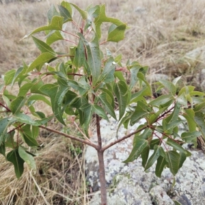 Brachychiton populneus subsp. populneus at Hawker, ACT - 26 Mar 2023