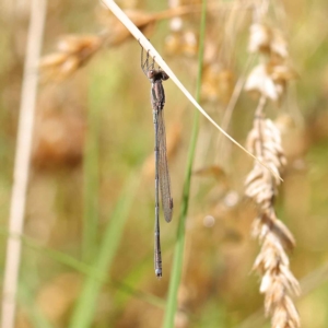 Austrolestes analis at Dryandra St Woodland - 24 Mar 2023