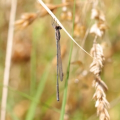 Unidentified Damselfly (Zygoptera) at O'Connor, ACT - 23 Mar 2023 by ConBoekel
