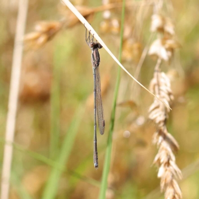 Unidentified Damselfly (Zygoptera) at O'Connor, ACT - 23 Mar 2023 by ConBoekel