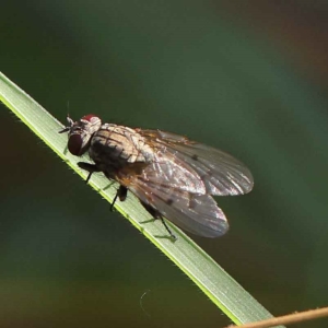 Anthomyia punctipennis at O'Connor, ACT - 24 Mar 2023