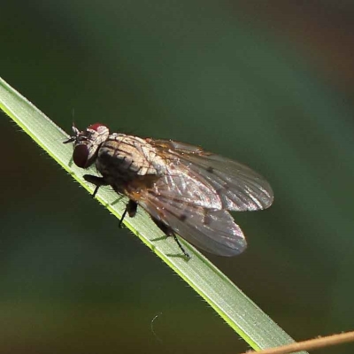 Anthomyia punctipennis at O'Connor, ACT - 24 Mar 2023 by ConBoekel