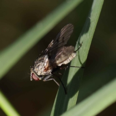 Anthomyia punctipennis at O'Connor, ACT - 24 Mar 2023