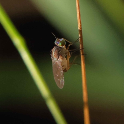 Unidentified True fly (Diptera) at Dryandra St Woodland - 23 Mar 2023 by ConBoekel