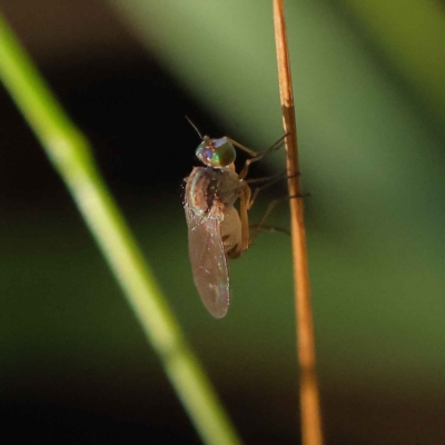 Unidentified True fly (Diptera) at O'Connor, ACT - 24 Mar 2023 by ConBoekel