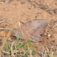 Heteronympha merope (Common Brown Butterfly) at Dryandra St Woodland - 21 Mar 2023 by ConBoekel