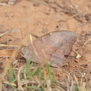 Heteronympha merope at O'Connor, ACT - 21 Mar 2023