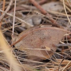 Heteronympha merope (Common Brown Butterfly) at Dryandra St Woodland - 21 Mar 2023 by ConBoekel