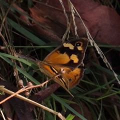 Heteronympha merope (Common Brown Butterfly) at Dryandra St Woodland - 23 Mar 2023 by ConBoekel