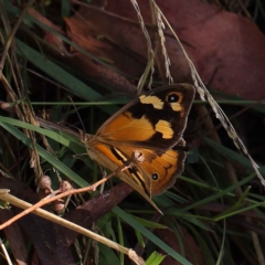 Heteronympha merope (Common Brown Butterfly) at O'Connor, ACT - 23 Mar 2023 by ConBoekel