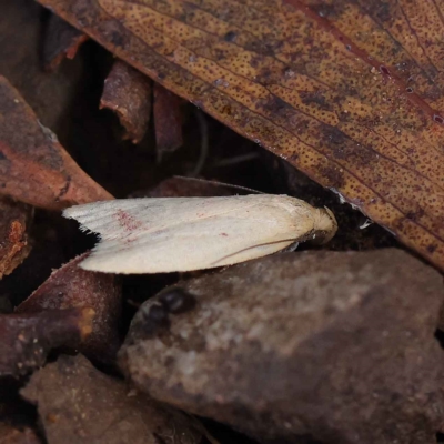Heteroteucha occidua (A concealer moth) at Dryandra St Woodland - 24 Mar 2023 by ConBoekel