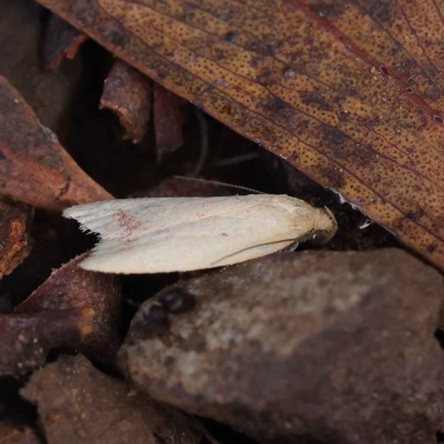 Heteroteucha occidua (A concealer moth (Wingia group)) at O'Connor, ACT - 24 Mar 2023 by ConBoekel