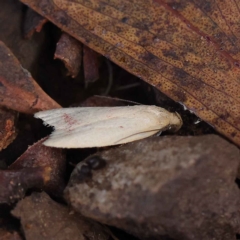 Heteroteucha occidua (A concealer moth) at O'Connor, ACT - 24 Mar 2023 by ConBoekel