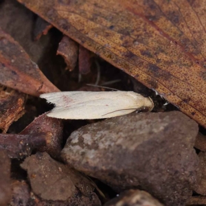 Heteroteucha occidua at O'Connor, ACT - 24 Mar 2023 02:22 PM