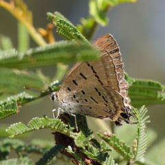 Jalmenus ictinus (Stencilled Hairstreak) at O'Connor, ACT - 23 Mar 2023 by ConBoekel