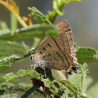 Jalmenus ictinus (Stencilled Hairstreak) at Dryandra St Woodland - 23 Mar 2023 by ConBoekel