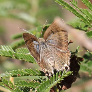 Jalmenus ictinus at O'Connor, ACT - 24 Mar 2023 10:24 AM