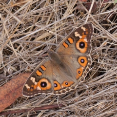 Junonia villida (Meadow Argus) at Dryandra St Woodland - 24 Mar 2023 by ConBoekel