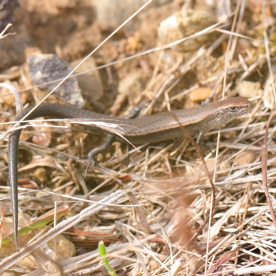 Lampropholis delicata (Delicate Skink) at Dryandra St Woodland - 24 Mar 2023 by ConBoekel