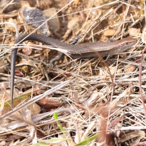 Lampropholis delicata at O'Connor, ACT - 24 Mar 2023