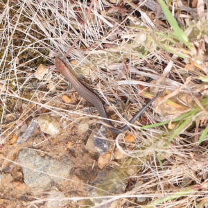 Lampropholis delicata at O'Connor, ACT - 24 Mar 2023